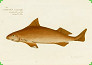 Druck von Ichthyologie, Ou Histoire des Poissons. Paris und Berlin, 1796