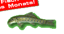 Fisch des Monats